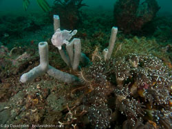 BD-090928-Lembeh-9284911-Antennarius-pictus-(Shaw.-1794)-[Painted-frogfish].jpg